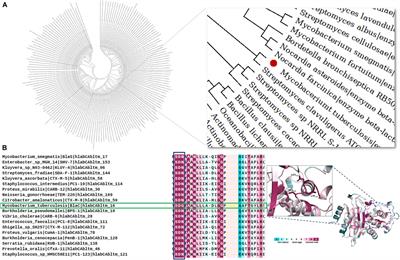 Variations in the SDN Loop of Class A Beta-Lactamases: A Study of the Molecular Mechanism of BlaC (Mycobacterium tuberculosis) to Alter the Stability and Catalytic Activity Towards Antibiotic Resistance of MBIs